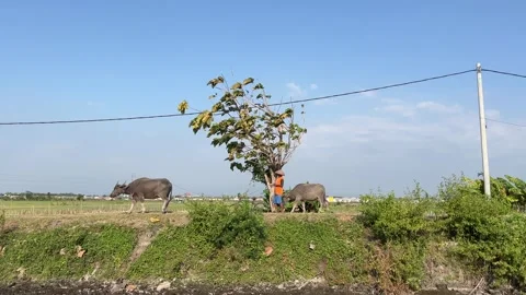 Herding Buffaloes Across the Field Stock Footage 305160811
