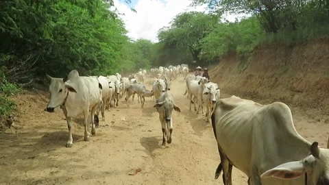 Herding Cattle in Bagan Myanmar Stock Footage 320892707