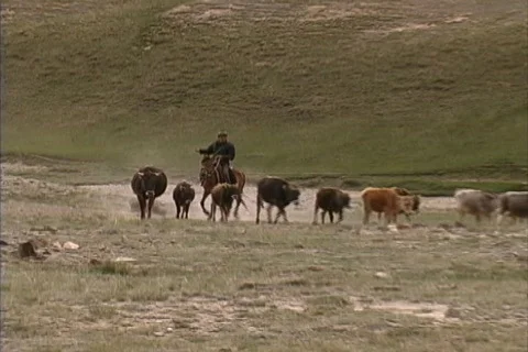 Herding cattle Central Asia Stock Footage 464934