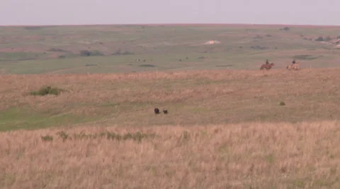 Herding Cattle Stock Footage 36278336