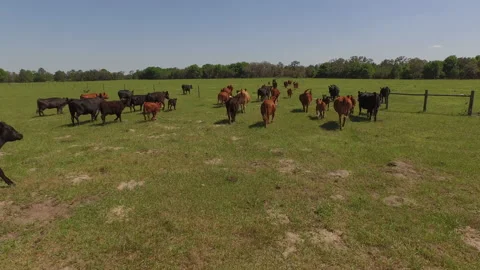 Herding Cattle Stock Footage 219814412