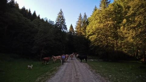 Herding cattle on a rural forest dirt road Stock Footage 328123034
