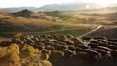 Herding cattle at sunset in the mountains Stock Footage