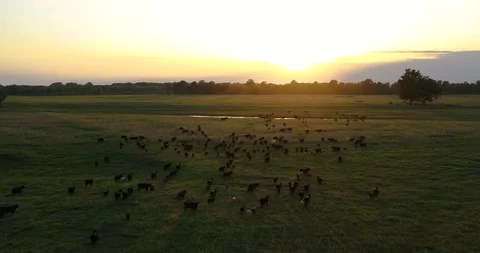 Herding Cattle at Sunset on Texas Ranch Vídeos de archivo 96923187