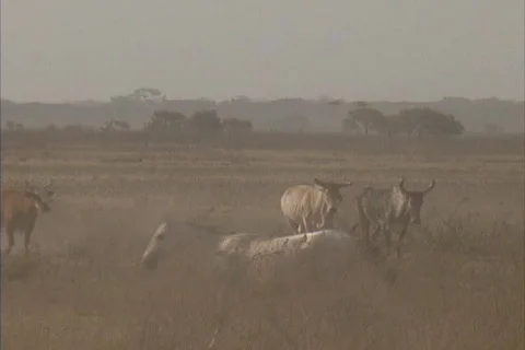 Herding cattle in Venezuela Stock Footage 464937