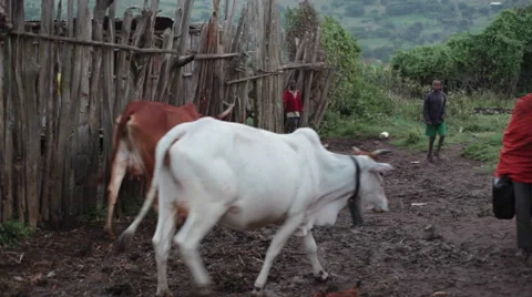 Herding cows back to pen, Samburu County, Kenya, Africa Stock Footage 52030858