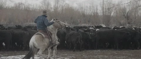 Herding Cows Stock Footage 238406665