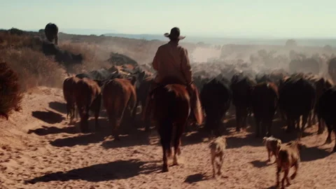 Herding cows on horseback through the desert landscape at sunrise Stock Footage 321378653