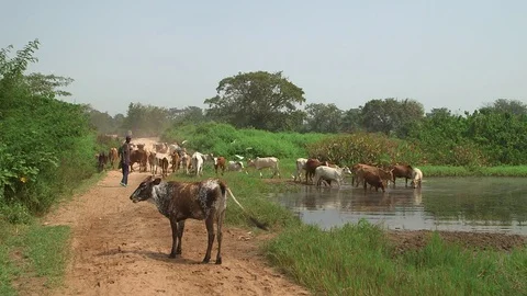 Herding Cows Visit Water Video stock 74358300