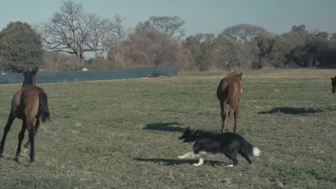 Herding dog darts around a small horse herd in an open field 스톡 동영상 343573339