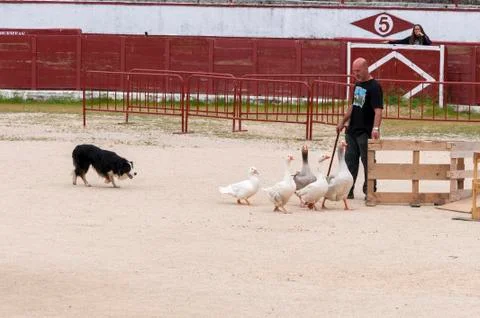 Herding dog working ducks Stock Photos