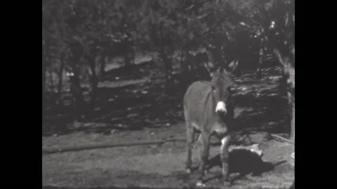 Herding the Donkey 1938 Stock Footage 239244046