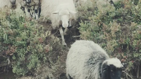 Herding flock of sheeps in mountains. Countryside farming cattle landscape. Stock Footage 80249057