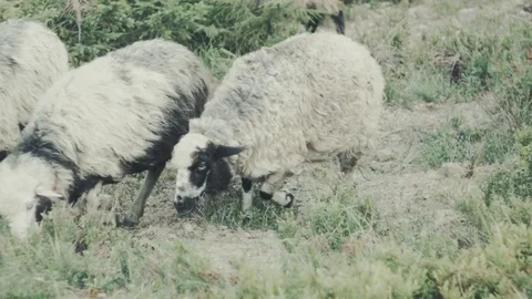 Herding flock of sheeps in mountains Stock Footage 81600547