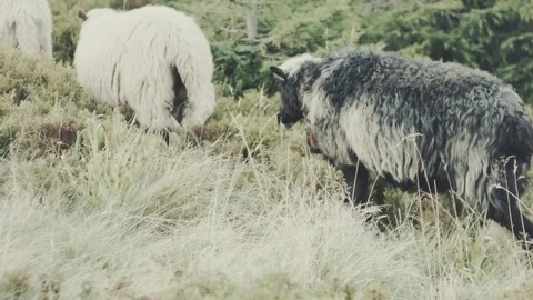 Herding flock of sheeps in mountains Stock Footage 81600553