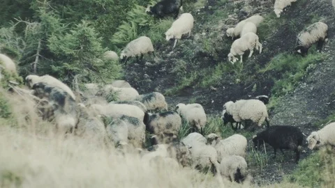 Herding flock of sheeps in mountains Stock Footage 81600556