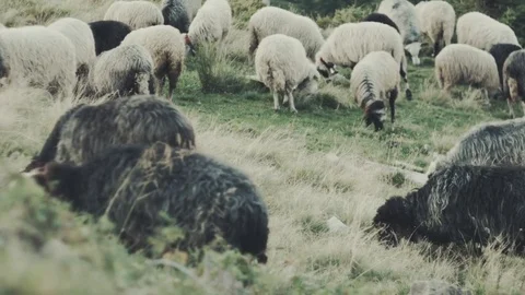 Herding flock of sheeps in mountains Stock Footage 81600562