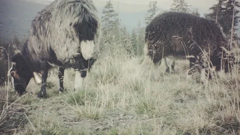Herding flock of sheeps in mountains Stock Footage 81600592
