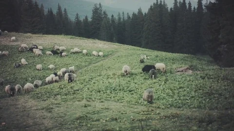 Herding flock of sheeps in mountains Stock Footage 81600604