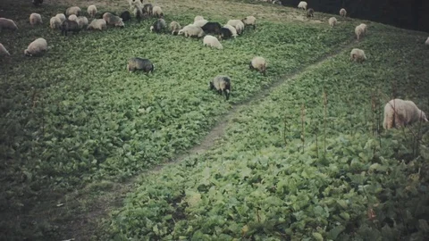 Herding flock of sheeps in mountains Stock Footage 81600620