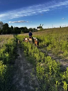 Herding goats along a path in a lush green meadow. Stock-Fotos