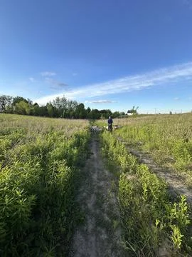 Herding goats along a path in a lush green meadow. Stock Photos