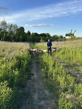 Herding goats along a path in a lush green meadow. Stock Photos
