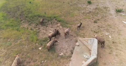 Herding a group of feral pigs with drone on the outskirts of rural village Stock Footage