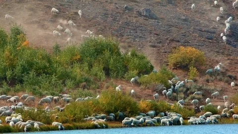 Herding on open range wild west 2 Sheep Steens Mountain Near Malhuer Wildlife Stock Footage 81715273