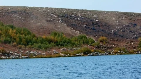 Herding on open range wild west 3 Sheep Steens Mountain Near Malhuer Wildlife Stock Footage 81715403