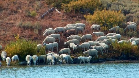 Herding on open range wild west 1 Sheep Steens Mountain Near Malhuer Wildlife Stock Footage 81715999