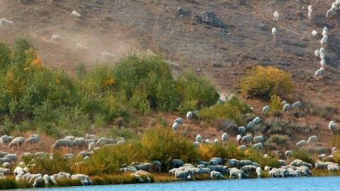 Herding on open range wild west 2 Sheep Steens Mountain Near Malhuer Wildlife Stock Photos