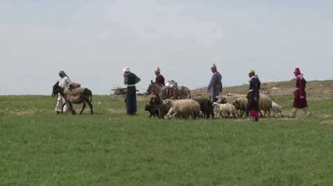 Herding By Peasants Stock Footage 46055504