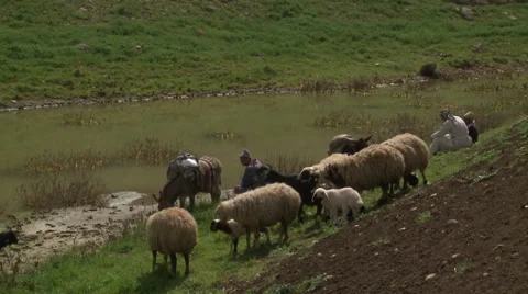 Herding By Peasants Stock Footage 46056301