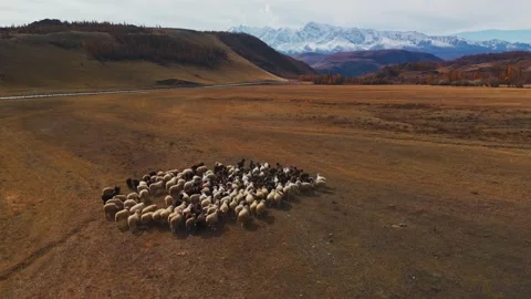 Herding sheep across open plains near towering mountains in autumn Stock Footage 288964600