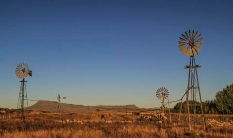 Herding sheep between windmills, Eastern Cape Karoo, South Africa. Fotos de archivo