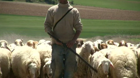 Herding the sheep Vidéo 379819