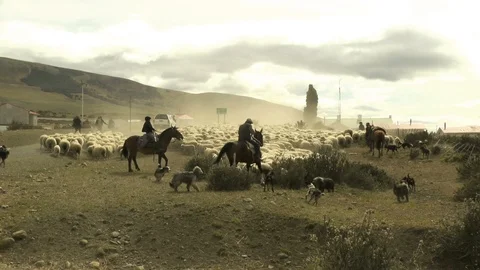 Herding the Sheep Stock Footage 100612035