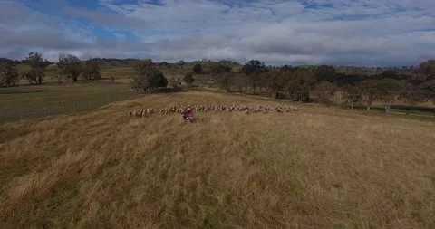 Herding sheep Stockbeeldmateriaal 136997516