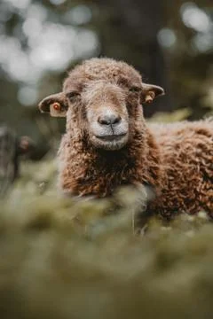 Herding sheep Stock Photos