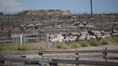 Herding sheep through corral at ranch Stock Footage 40667364