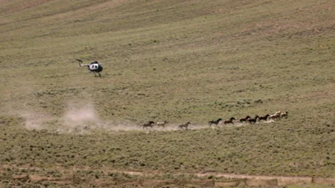 Herding wild horses in the open field with helicopter assistance during summer Stock Footage 327872091