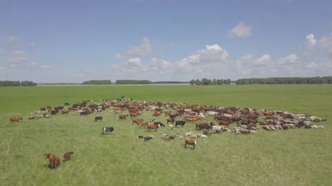 Herds of cows and sheep in the meadow 스톡 동영상 196675244