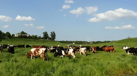Herds of cows in a meadow Stock Footage 50448343