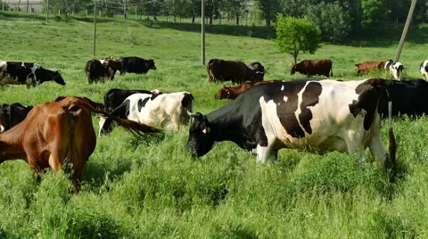 Herds of cows in a meadow Stock Footage 50448416