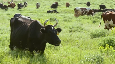 Herds of cows in a meadow Stock Footage 50448570