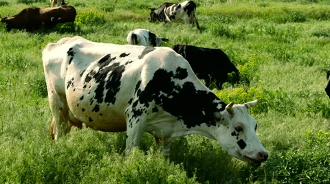 Herds of cows in a meadow Stock Footage 50448708
