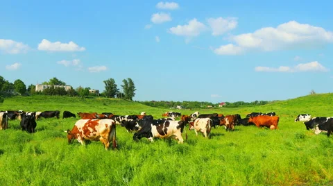 Herds of cows in a meadow Stock Footage 50888419