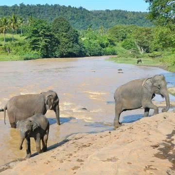 Herds of elephants bathing in the river Stock-Fotos