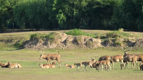 Herds of Elk Stock Footage 282078397